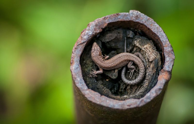 ящерица, природа, зеленый, макро, лето, animal, macro, lizard Живая брошь.photo preview