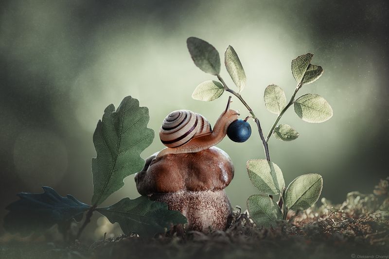 украина, коростышев, лес, лето, сказка, волшебство, гармония, природа, макро, макро мир, черника, ягодка, улитка, грибочек, мох, зеленый фон, боке, фотограф чорный, Последняя самая сладкаяphoto preview