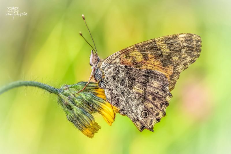 Vanessa cardui, syn. Cynthia cardui-Rusałka osetnik.photo preview