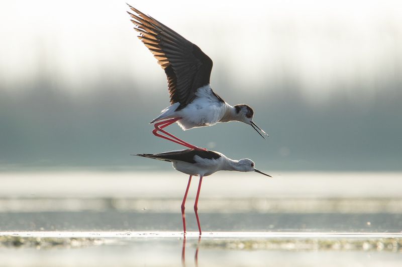 природа, животные, орнитология, птицы Майская любовьphoto preview