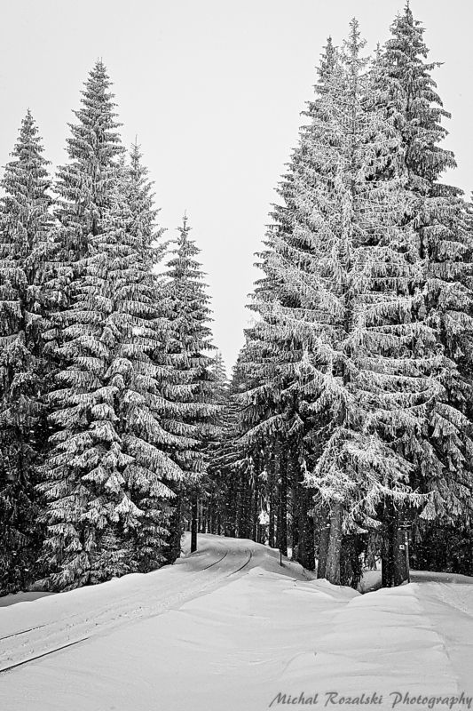winter, ,season, ,blackandwhite, ,snow, ,landscape, ,trees, ,photography, ,sketching, ,spruce Spruces as sketched with a penphoto preview