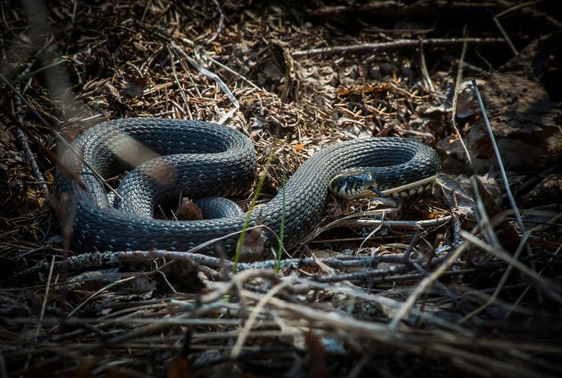 уж, змея, животные, природа, карелия, рептилия, snake, animal, karelia, natrix Обыкновенный уж (Natrix natrix).photo preview