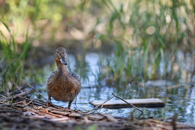 несколько слов о весне,непутевые заметки,ирина горюкина,минск Приплыла!Дождались..photo preview