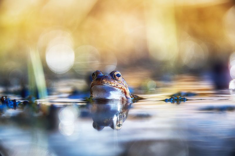 Frogphoto preview