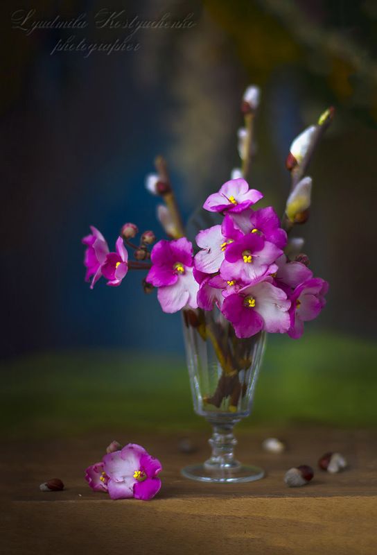 Букетик Сенполий.photo preview