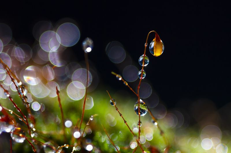 макро, утро, лето, роса, мох,лес, природа Утроphoto preview