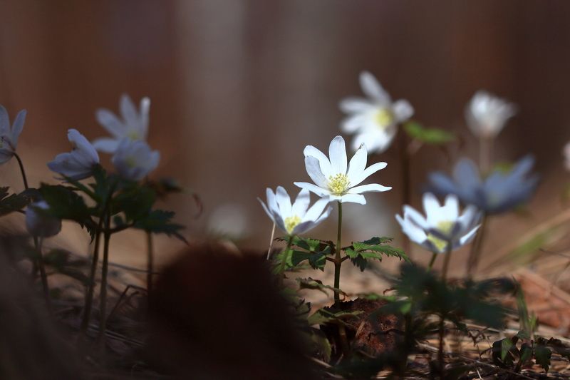 Апрельphoto preview