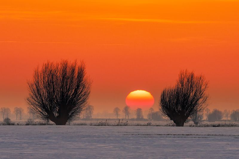 Ostatnie żuławskie wierzby tej zimyphoto preview