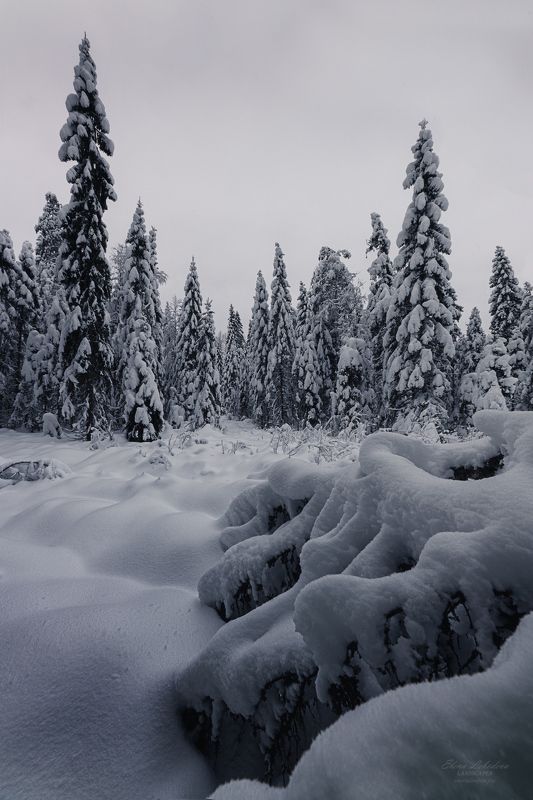 карелия, россия, зима, север, сумерки, лес, пейзаж, природа, снег, деревья Покрывало зимыphoto preview