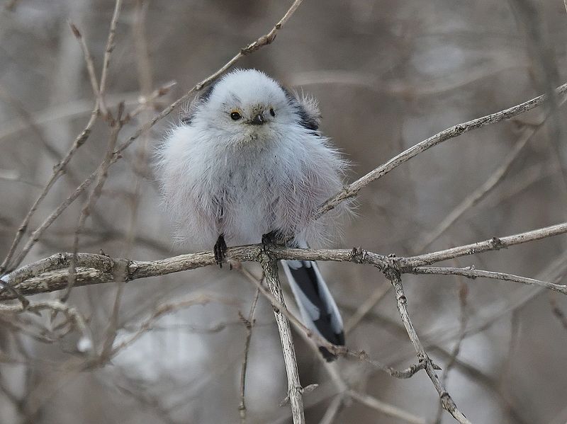 ополовникphoto preview
