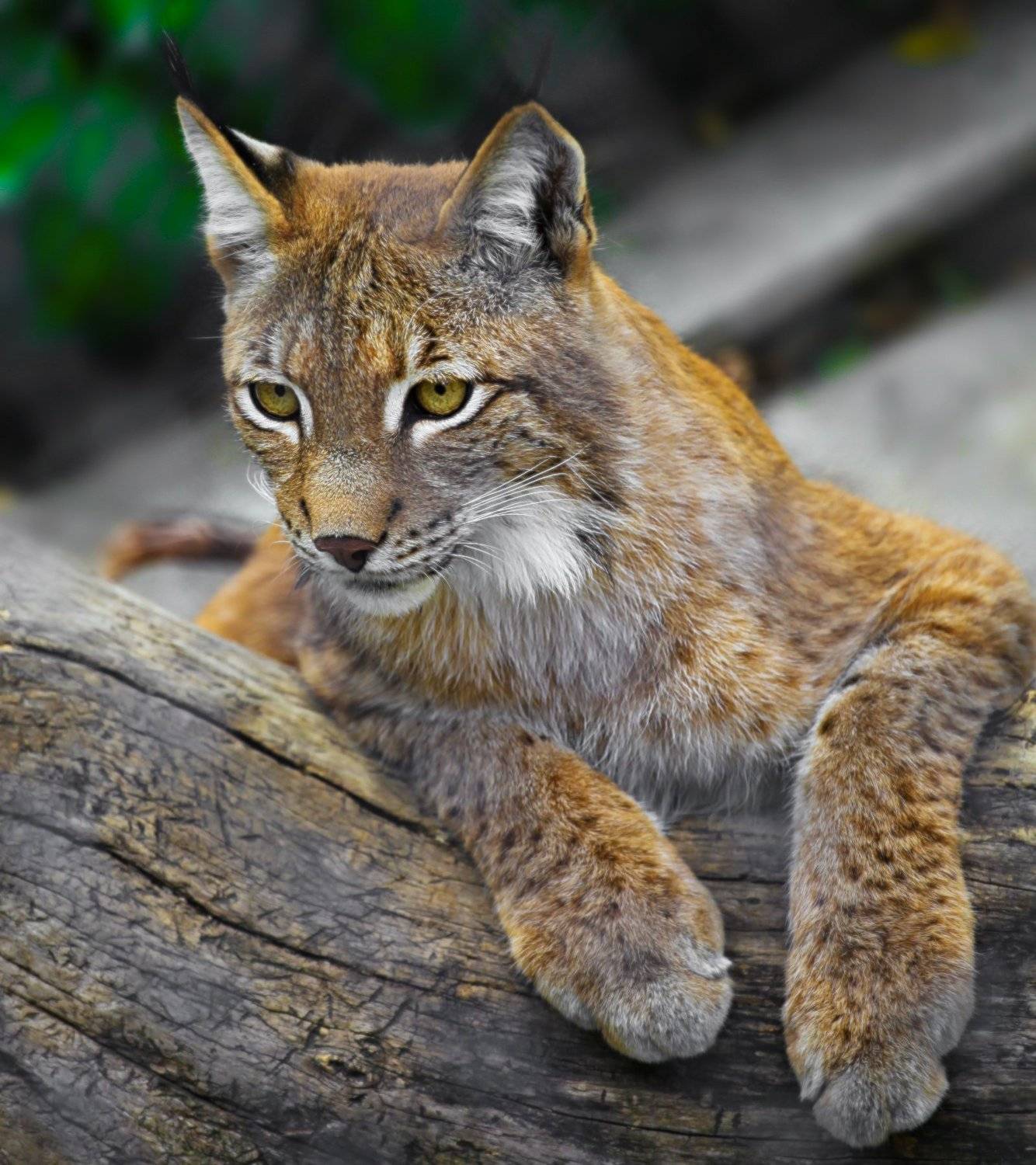 Lynx. Автор: Julia Kaissa , Julia Kaissa