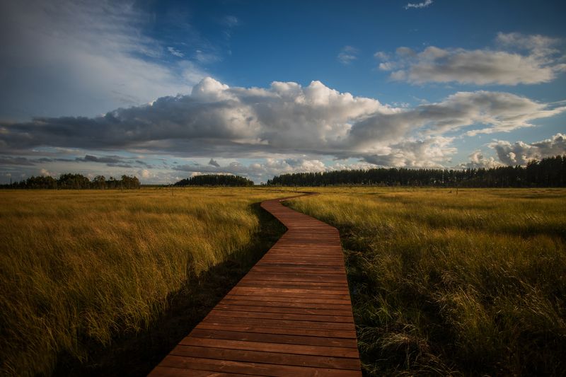 пейзаж, болото, природа, небо, облака, путь, заказник, nature, landscape, ecology Экотропа Сестрорецкое болото.photo preview