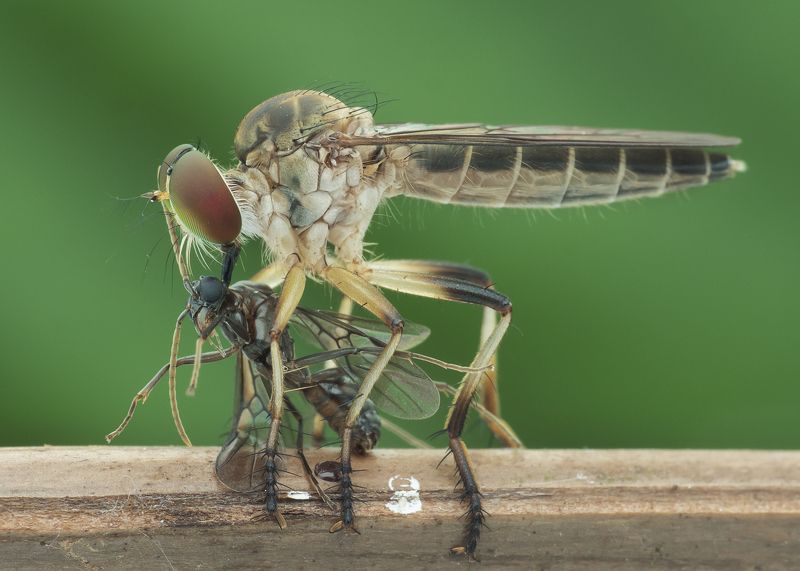 #robberfly#macro#colors#prey Robberfly With Preyphoto preview
