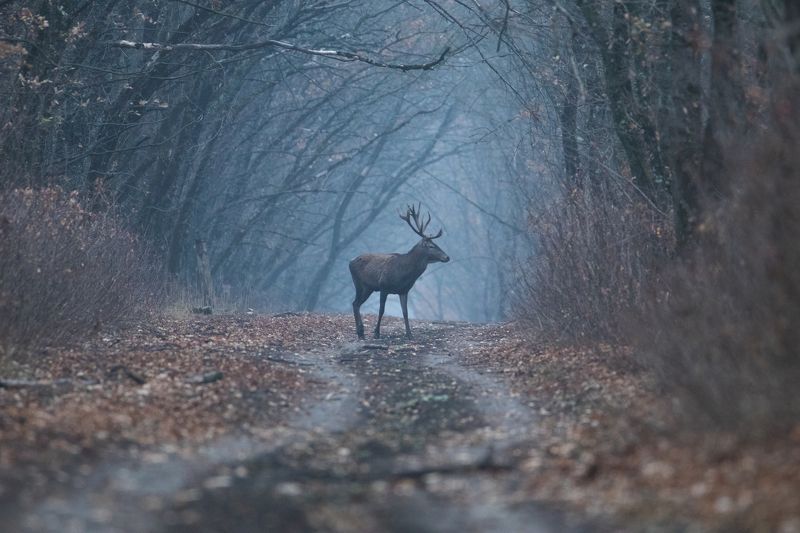природа, животные, олень Встреча в лесуphoto preview