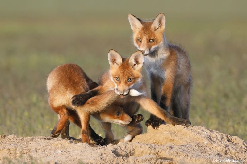 fox Дружеская играphoto preview