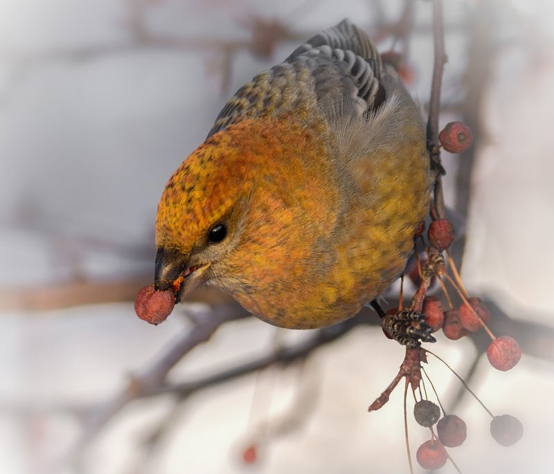 щур..photo preview