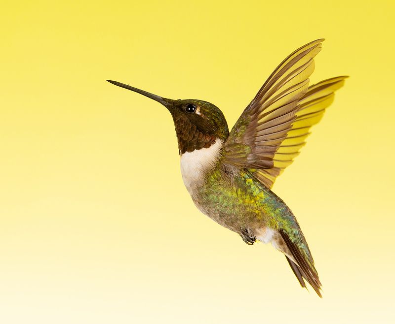 колибри,ruby-throated hummingbird, hummingbird, весна Рубиновогорлый колибри - Ruby-throated Hummingbirdphoto preview