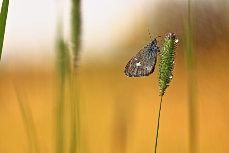 Июньphoto preview