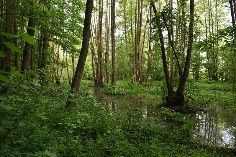 Дмитренки. ***photo preview