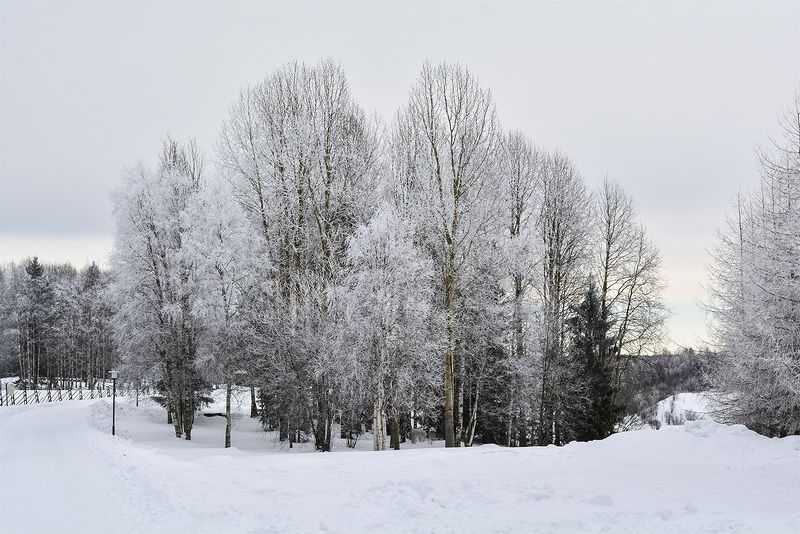 Иней на леревьях.photo preview