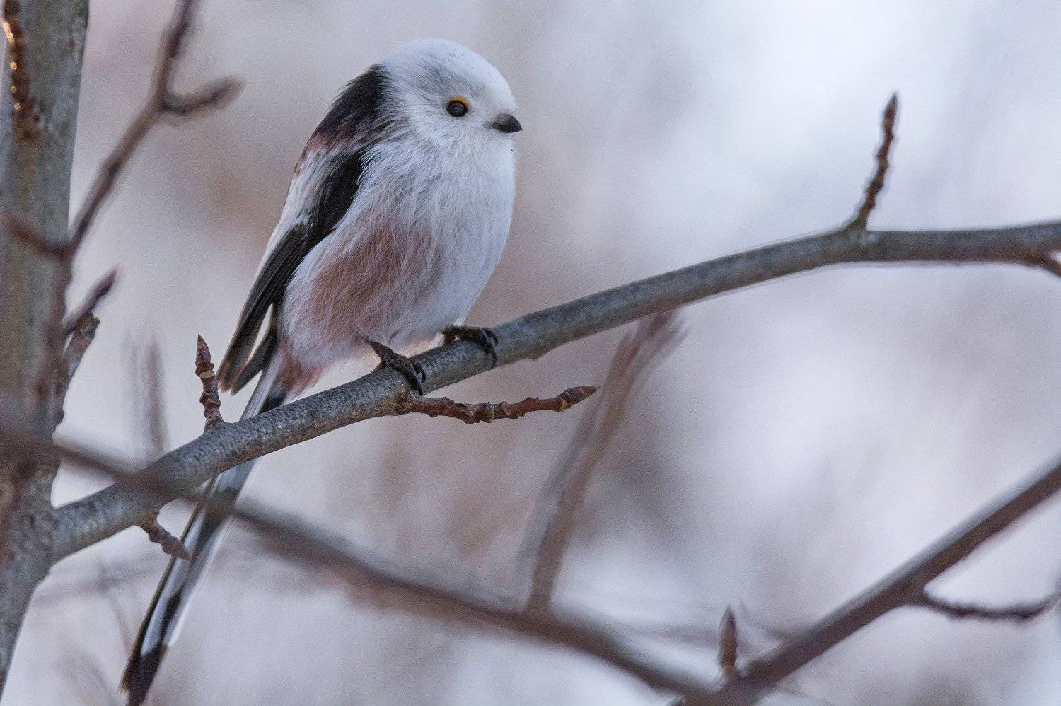 Длиннохвостая синица. Автор: Руслан Сигушин длиннохвостая синица ополовник, Руслан Сигушин