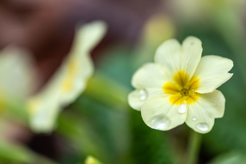 Капли ...photo preview