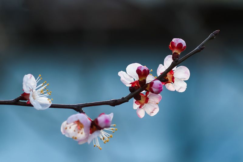 spring, macro, photography Spring has the same beauty in every yearphoto preview