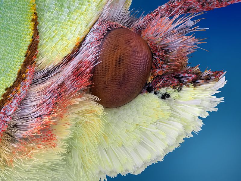 irass, waledzik, nat geo, olympus, close up, macro, extreme macro, макро Gonepteryx rhamni.photo preview