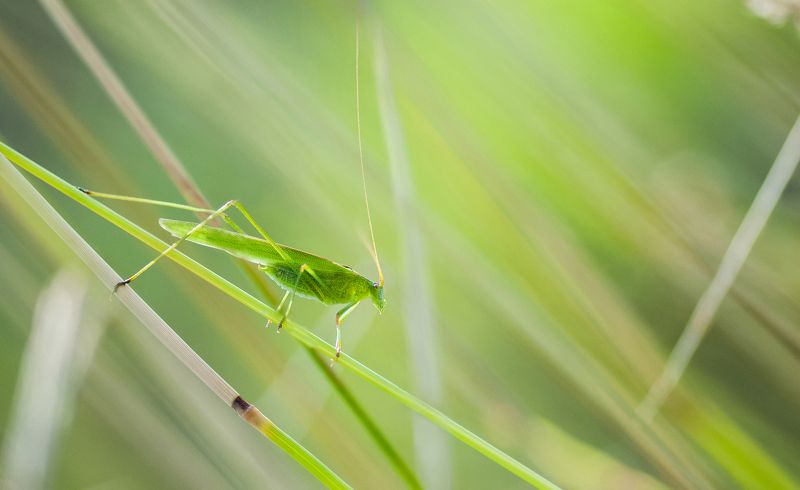 макро, природа, насекомое, макрофото, зеленый, green, macro, insect, nature Пластинокрыл.photo preview