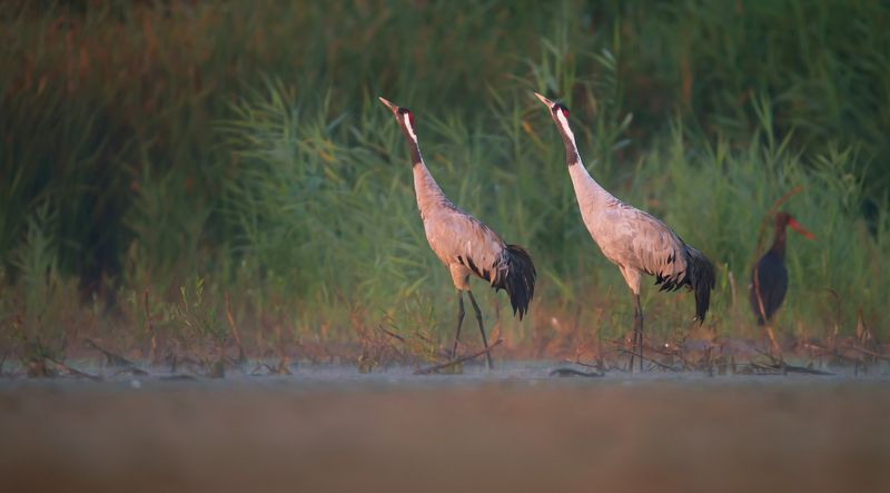 synchroniczniephoto preview