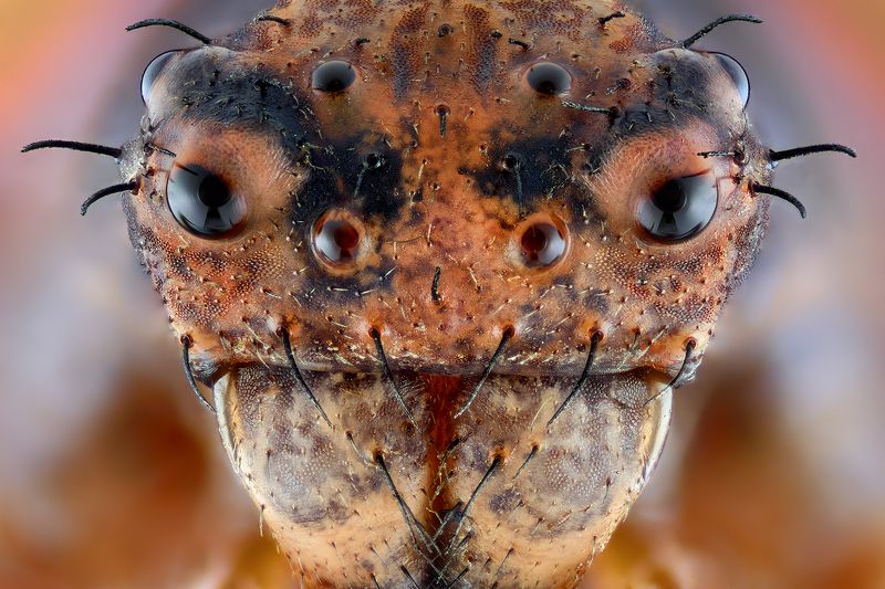 irass, waledzik, nat geo, olympus, close up, macro, extreme macro, spider, makpo Bad Boy.photo preview