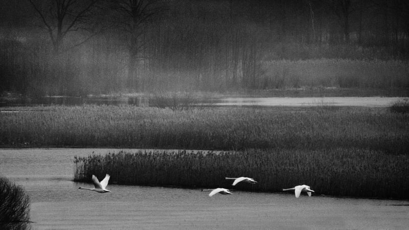 Dusze Podlasia / The oul of Podlasiephoto preview