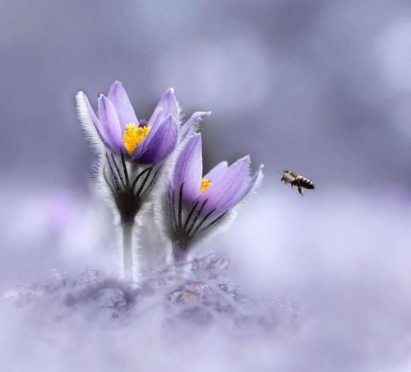 сон-трава, pulsatilla Крымская веснаphoto preview