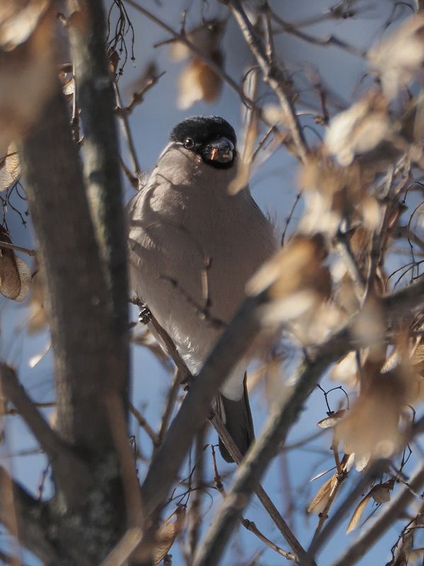 сижу, куруphoto preview