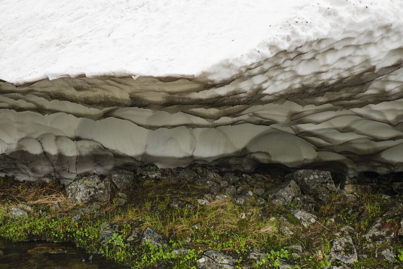 Снежная черепахаphoto preview