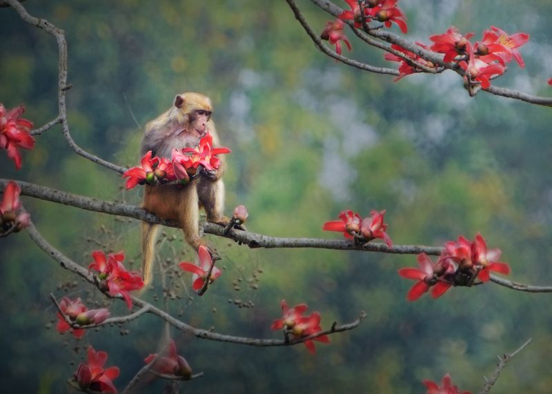 Wildlife, Nature, 2021, Spring Esence of Springphoto preview