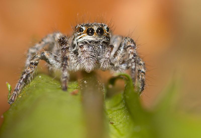 spider   spider  ....photo preview