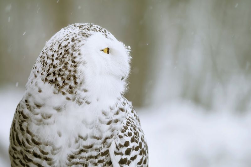 snowy owl, snow, winter, white Snowy owlphoto preview