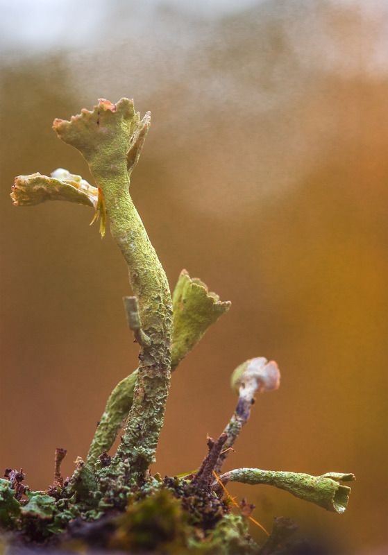 макро, природа, лето, лес, лишайники,, кладония Танцорphoto preview