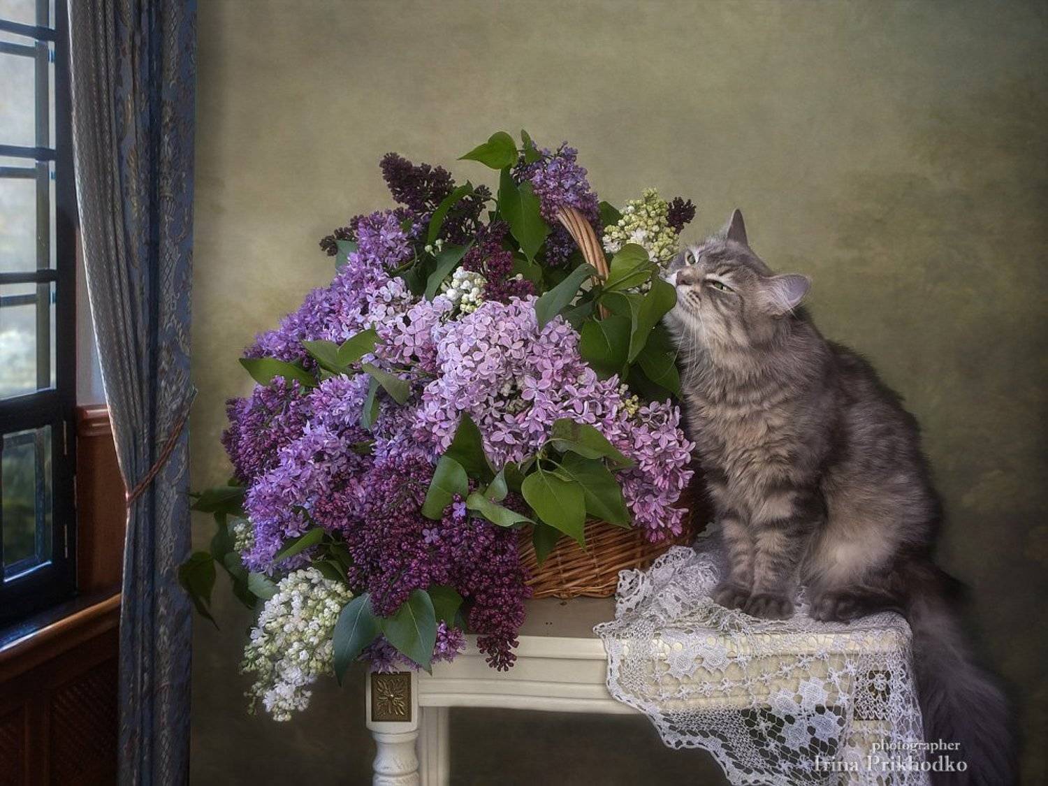 натюрморт, весна, цветы, сирень, винтажный, букеты, кошка Масяня, питомцы, постановочное фото, Ирина Приходько
