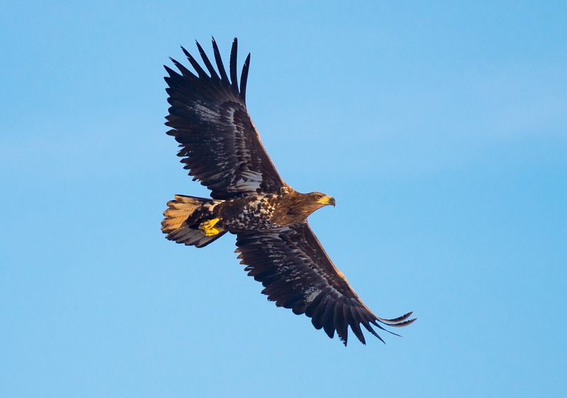 Орлан-белохвостphoto preview