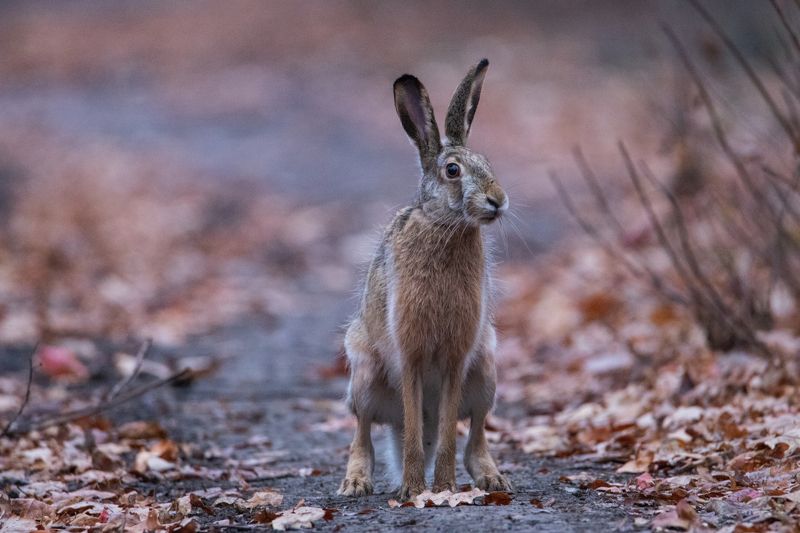 природа, заяц, животные Осеннийphoto preview