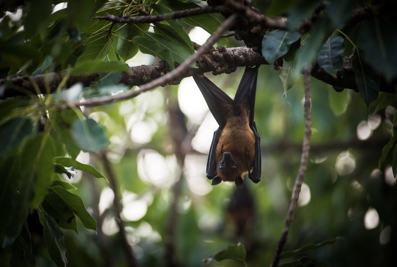 калонг, таиланд, азия, путешествие, лисица, природа, животные, thai, thailand, asia, animal, nature Летучая лисица калонг.photo preview