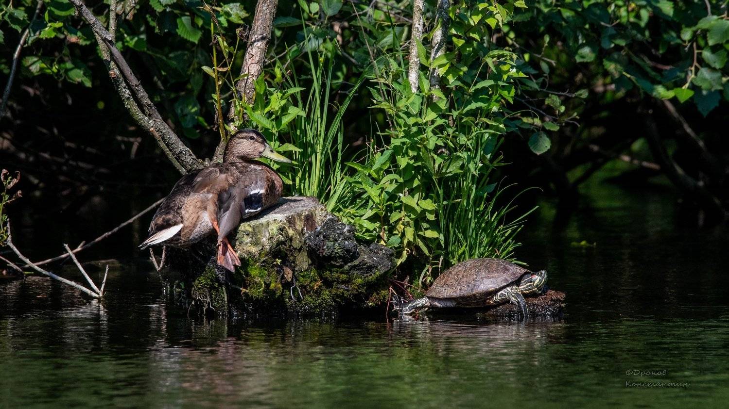 Сиеста. Автор: Дронов Константин утка, кряква, черепаха, фотоохота, Дронов Константин