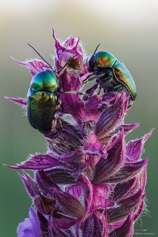 На  шалфееphoto preview