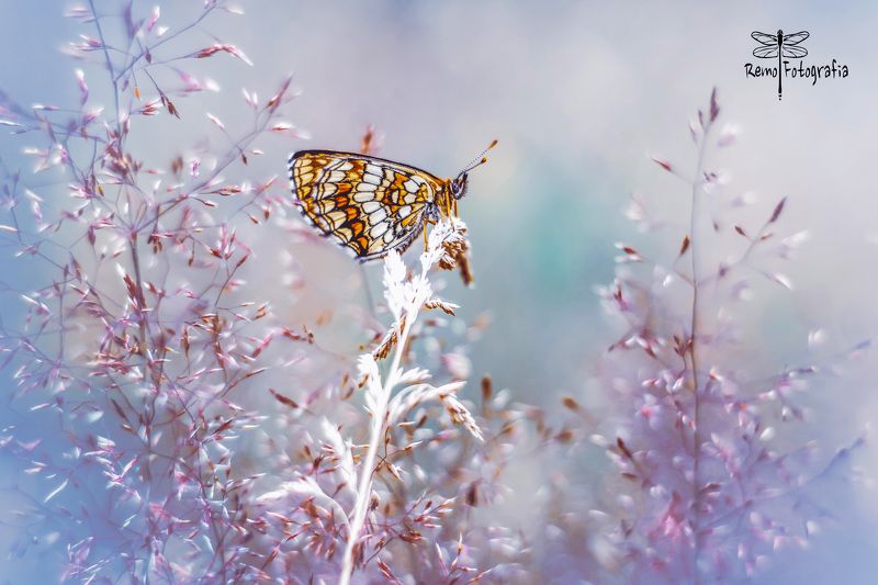 Melitaea athalia - Przeplatka atalia.photo preview