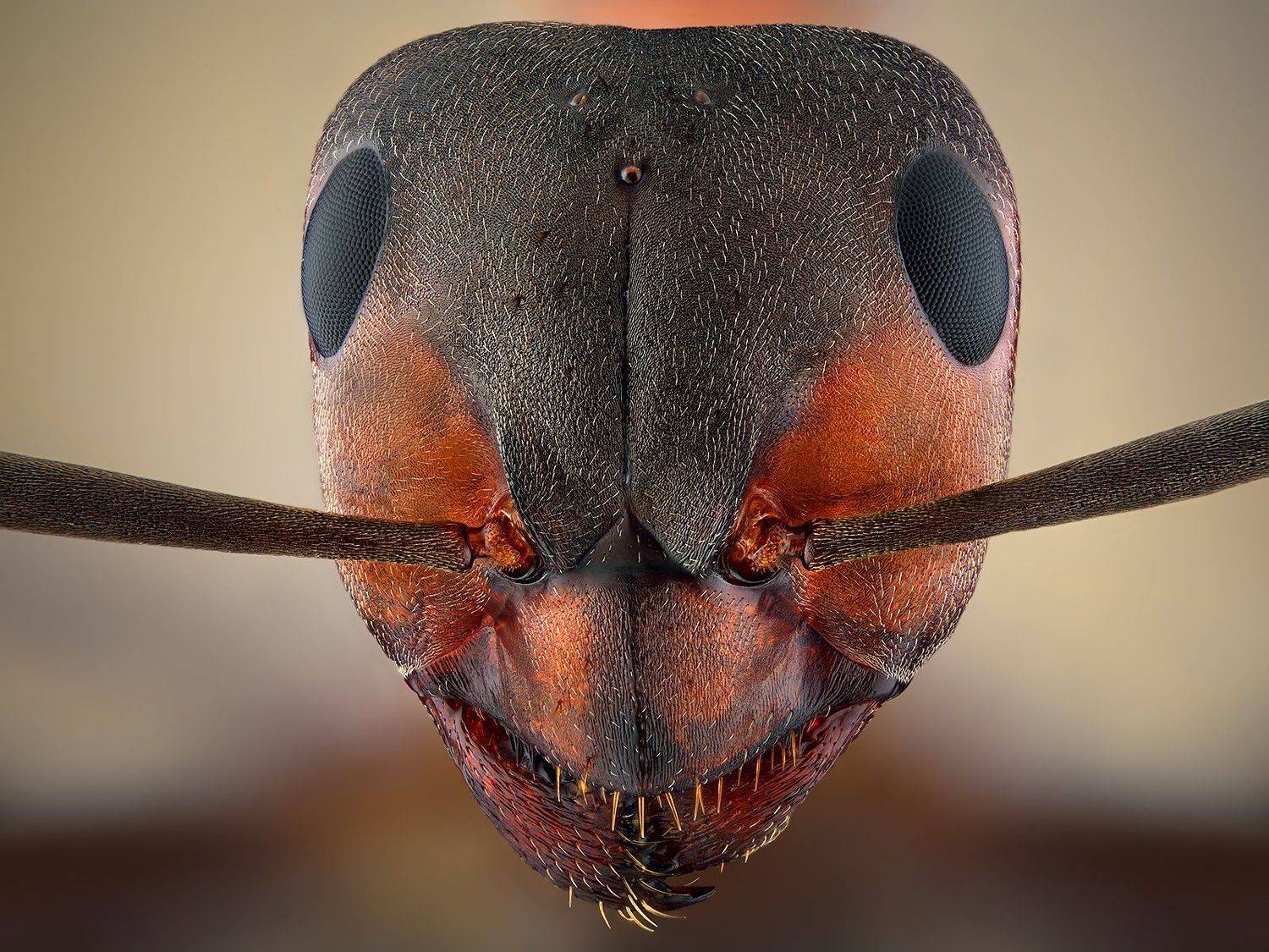 irass, waledzik, nat geo, olympus, close up, macro, extreme macro, макро, Ireneusz Irass Walędzik