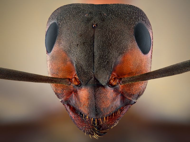 irass, waledzik, nat geo, olympus, close up, macro, extreme macro, макро Ant z.photo preview