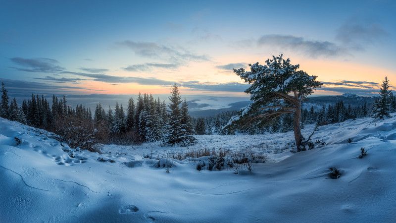 #landscape#nature#winter#tree#snow#sunrise Always therephoto preview