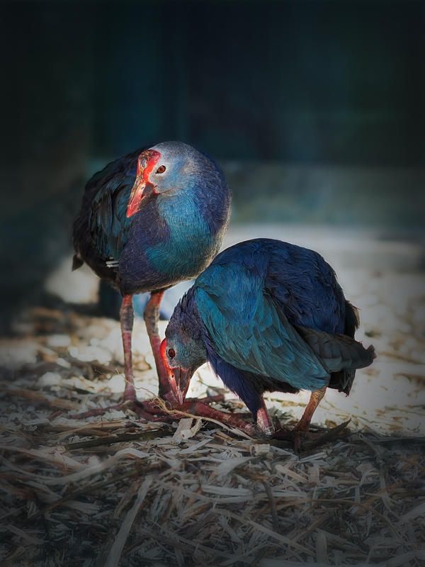 Western swamphen фото превью